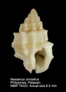 Nassarius cinctellus